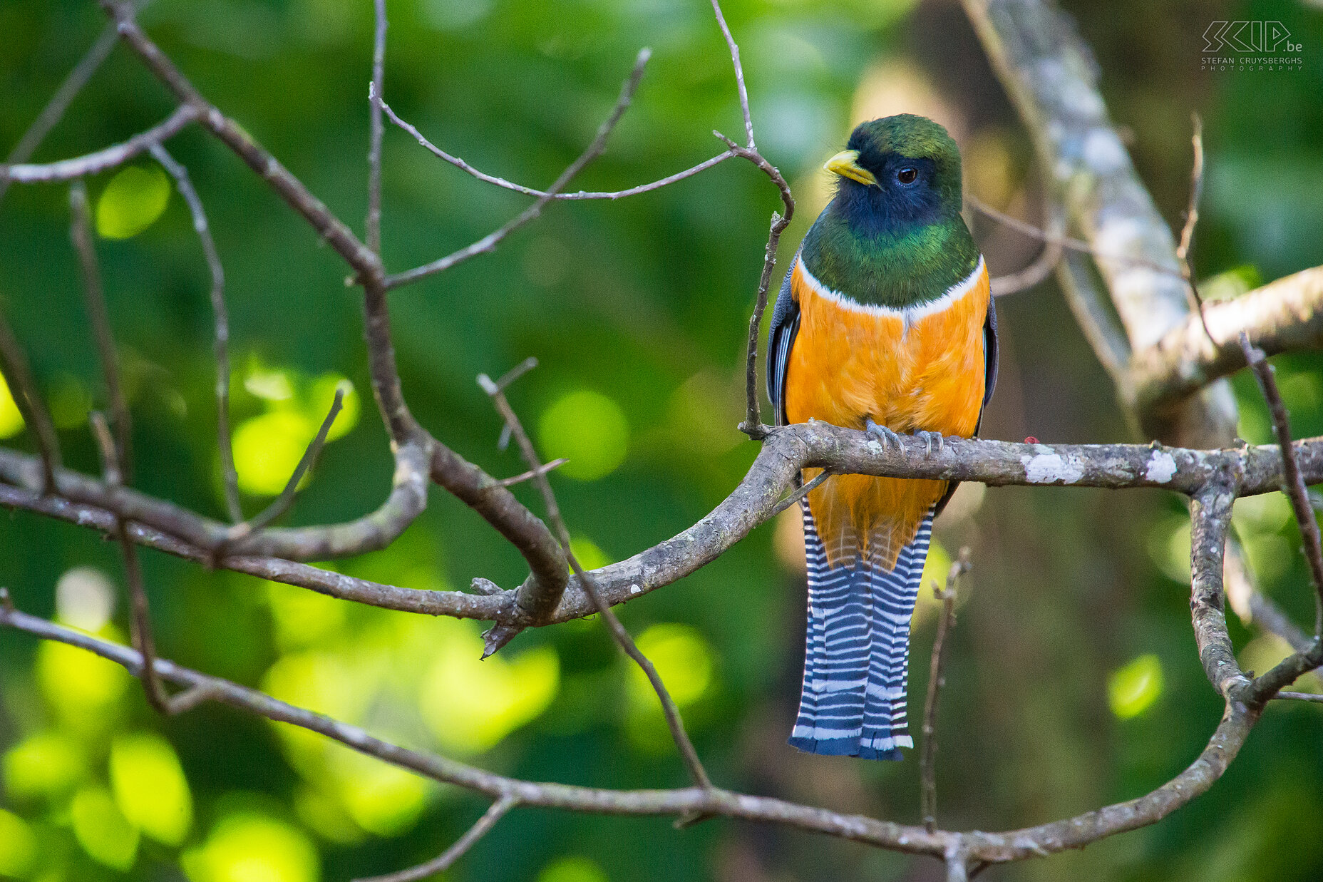 Arenal - Orange-bellied trogon A wonderful orange-bellied trogon (trogon aurantiiventris) in the forest near the lodge in Arenal Volcano national park.<br />
 Stefan Cruysberghs